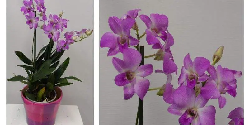 Дендробиум Пёрпл Д12