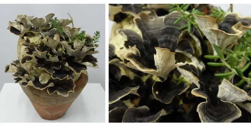 Траметес Д16