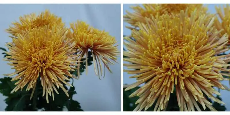 Спайдер Кув