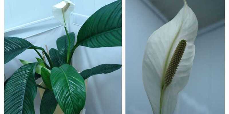 Спатифилум Сенсэйшн Д23 Н160