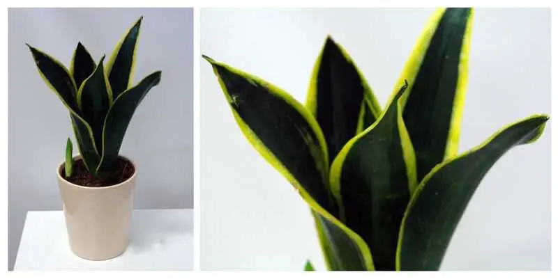 Сансевиерия Футура Суперба Д12