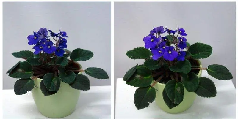 Фиалка Химера Д12