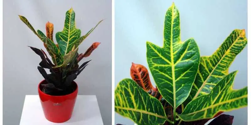 Кодиеум Экселент Д12