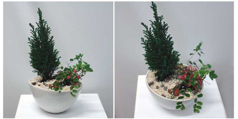 Композиция с Кипарисом