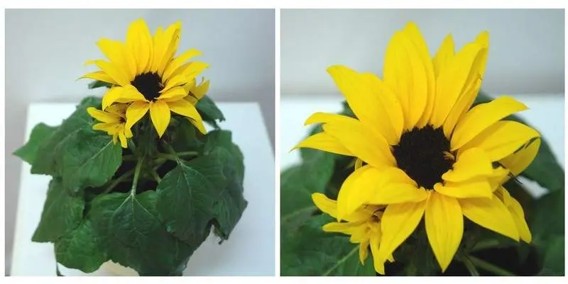 Гелиантус Сенсейшн Д12 Н23