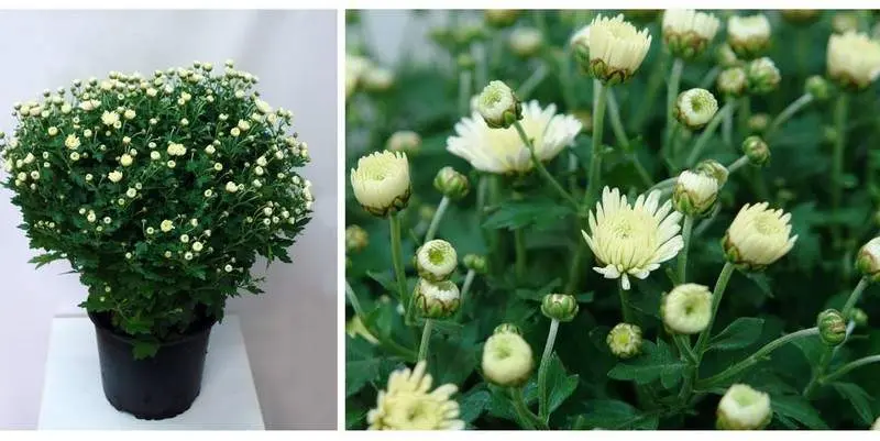 Хризантема Шар Д19 Н55