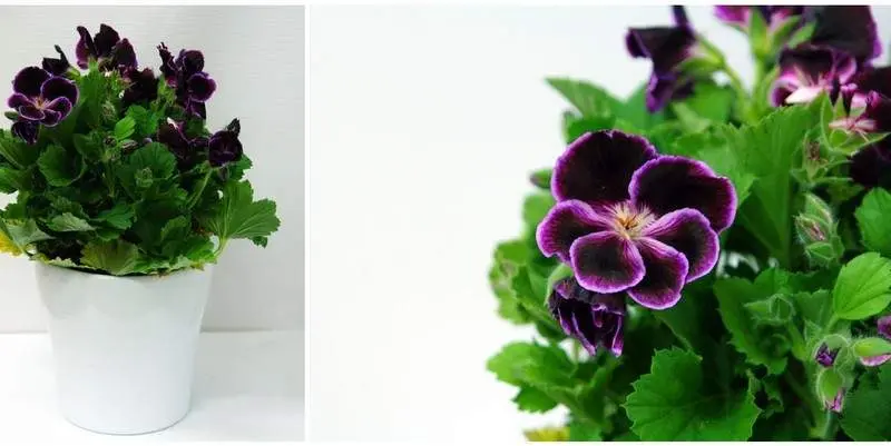 Пеларгония Грандифлора Д12